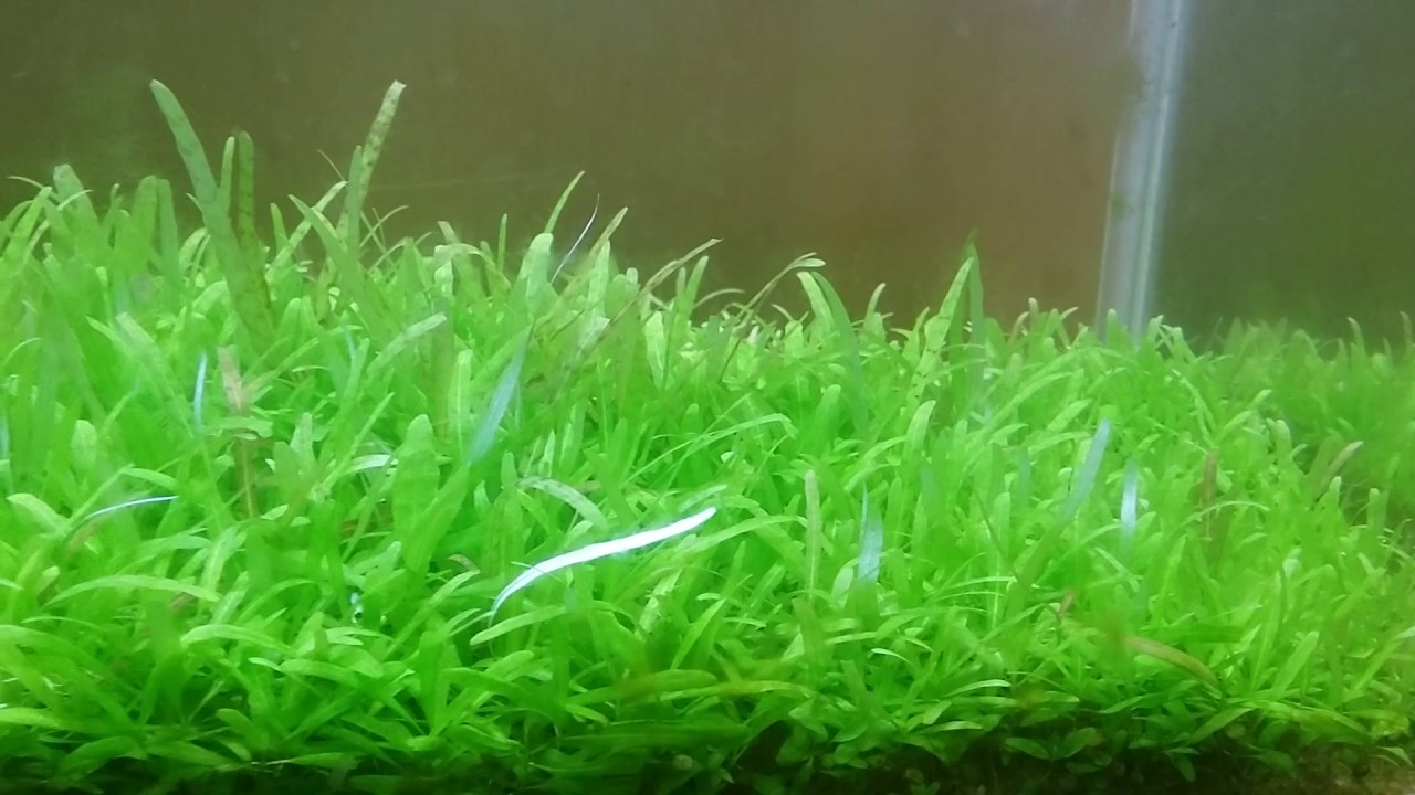 Detail Carpet Seed Mini Dwarf Nomer 44