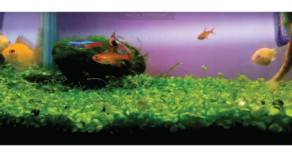 Detail Carpet Seed Mini Dwarf Nomer 46