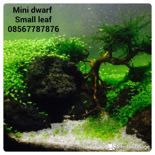Detail Carpet Seed Mini Dwarf Nomer 47
