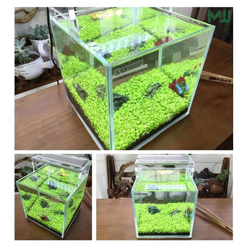 Detail Carpet Seed Mini Dwarf Nomer 48