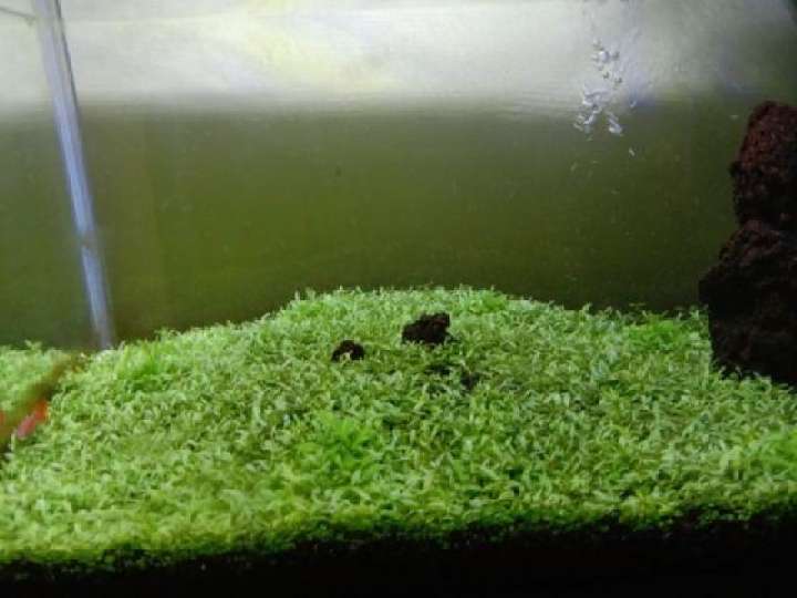 Detail Carpet Seed Mini Dwarf Nomer 6