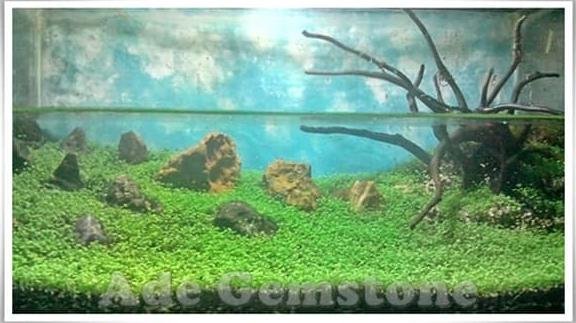 Detail Carpet Seed Mini Dwarf Nomer 49