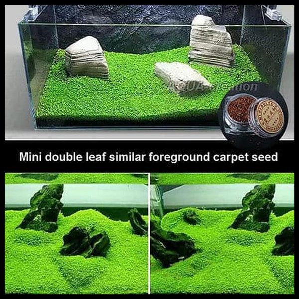 Detail Carpet Seed Mini Dwarf Nomer 50