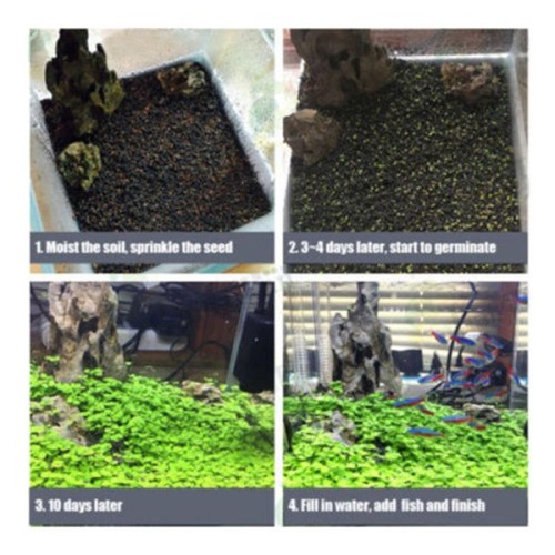 Detail Carpet Seed Mini Dwarf Nomer 51