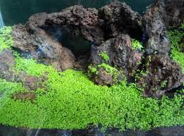 Detail Carpet Seed Mini Dwarf Nomer 53
