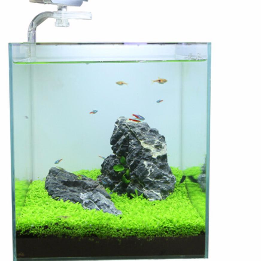 Detail Carpet Seed Mini Dwarf Nomer 54