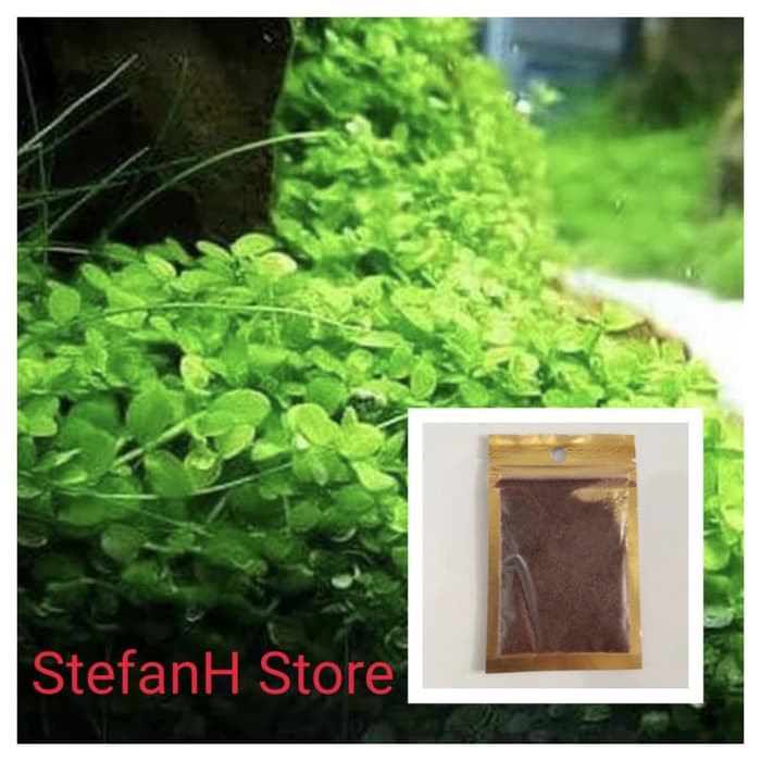 Detail Carpet Seed Mini Dwarf Nomer 56