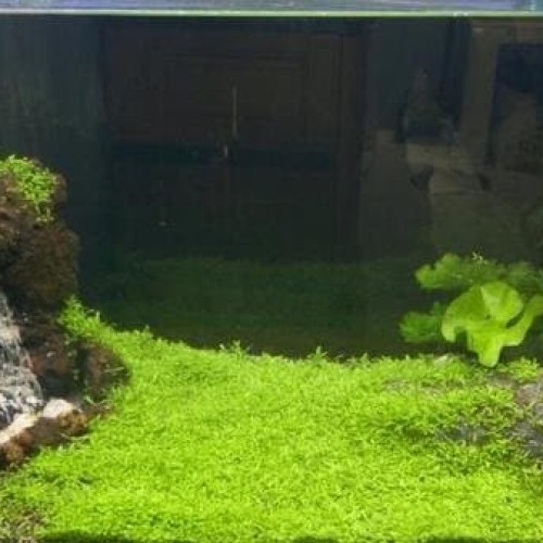 Detail Carpet Seed Mini Dwarf Nomer 57