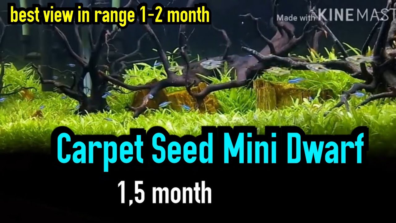 Detail Carpet Seed Mini Dwarf Nomer 58