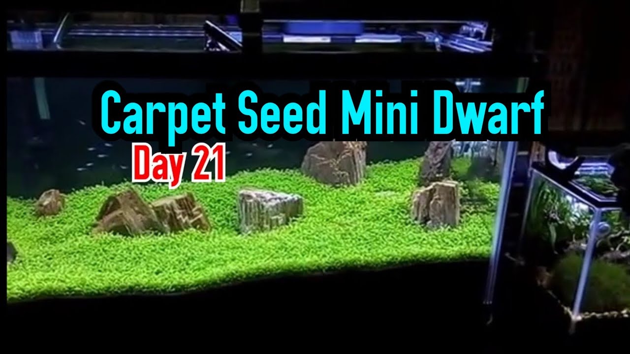 Detail Carpet Seed Mini Dwarf Nomer 7