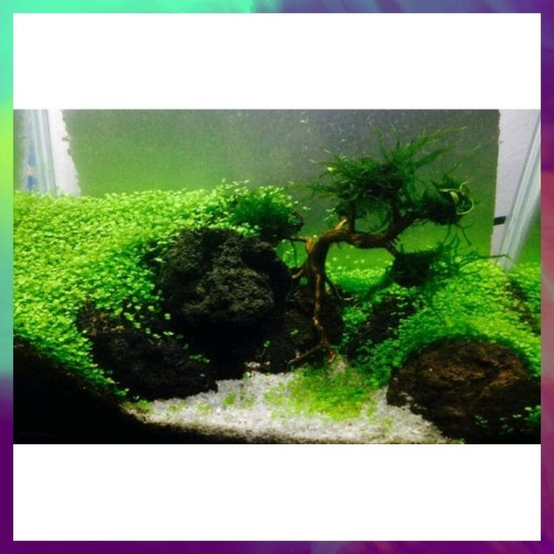 Detail Carpet Seed Mini Dwarf Nomer 8
