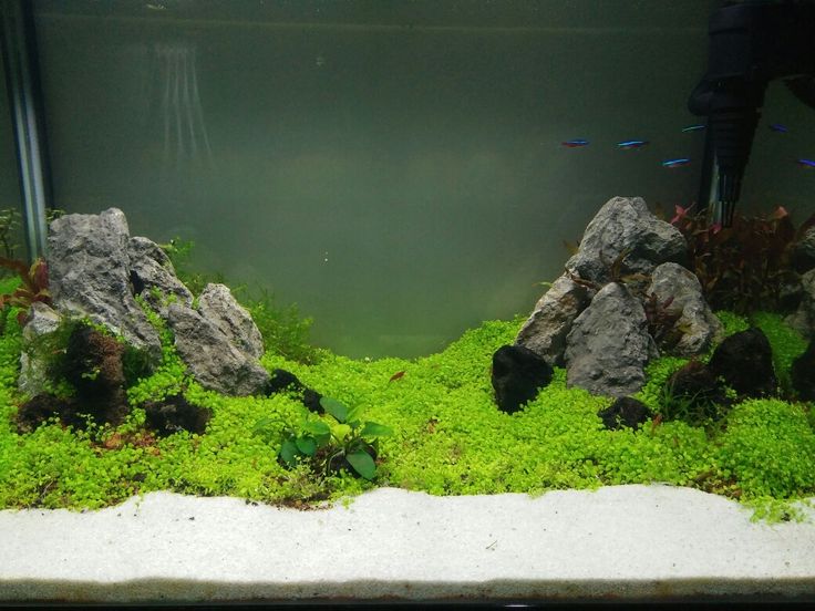 Detail Carpet Seed Mini Dwarf Nomer 9