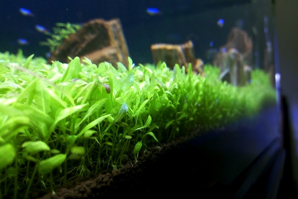 Detail Carpet Seed Mini Dwarf Nomer 10