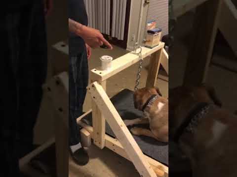 Detail Carpet Treadmill For Dogs Nomer 11