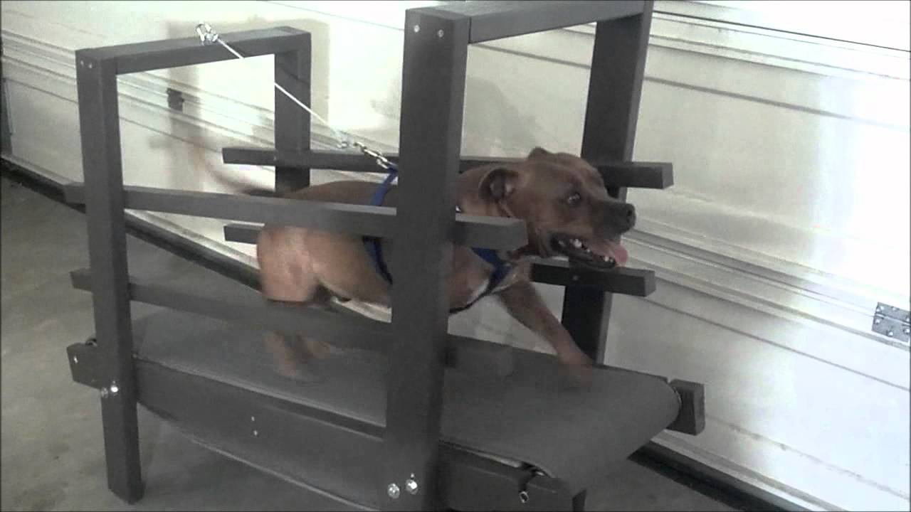 Detail Carpet Treadmill For Dogs Nomer 7