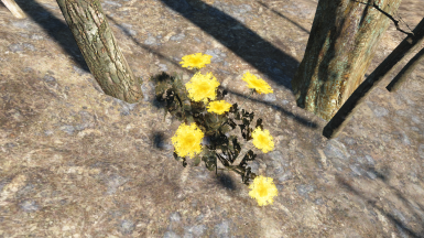 Detail Carrot Flower Fallout 4 Nomer 13