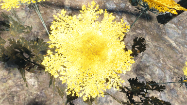 Detail Carrot Flower Fallout 4 Nomer 23