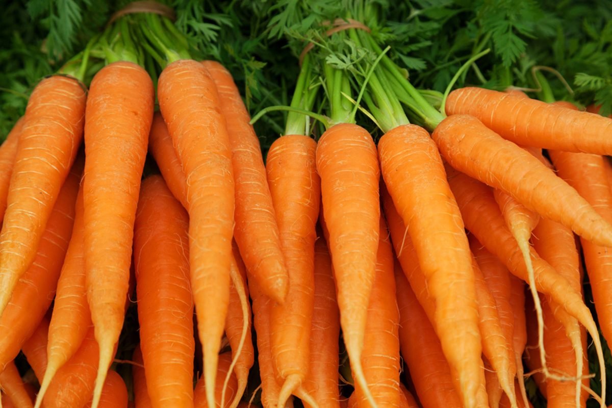 Detail Carrot Image Nomer 56