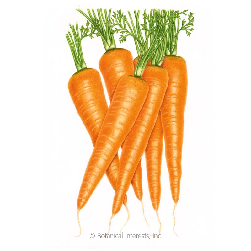 Detail Carrot Images Nomer 56