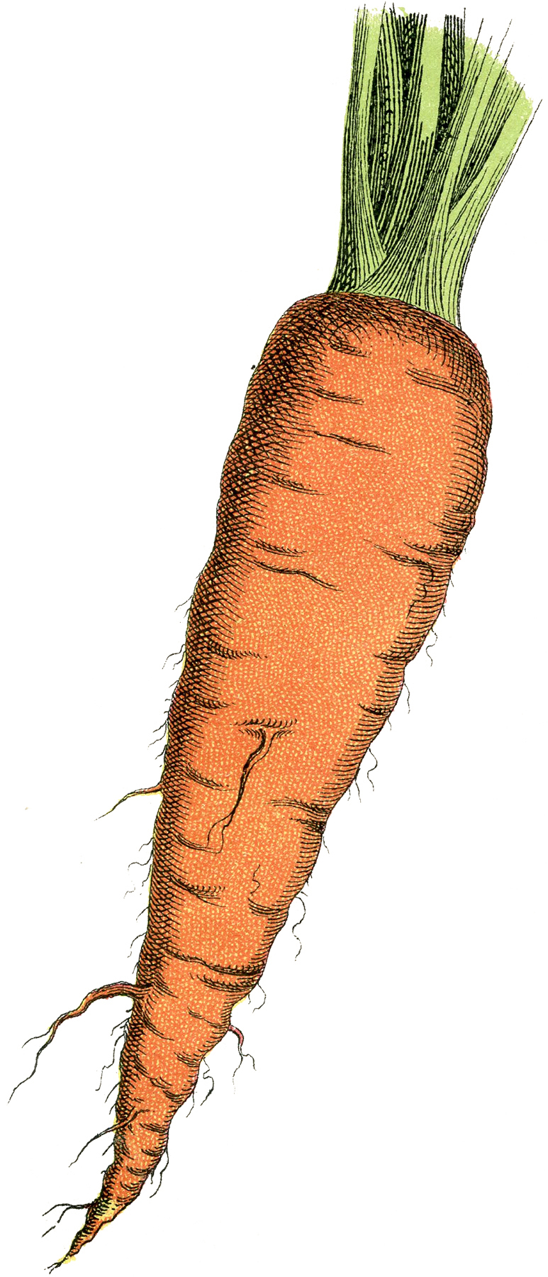 Detail Carrot Images Free Nomer 34