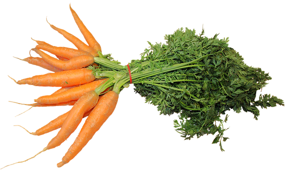 Detail Carrot Images Free Nomer 45