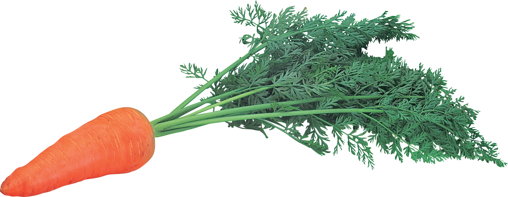 Detail Carrot Images Free Nomer 54