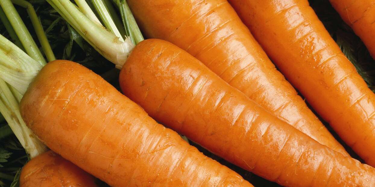 Detail Carrot Pics Nomer 11