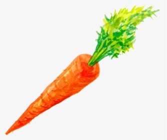 Detail Carrots Transparent Background Nomer 34