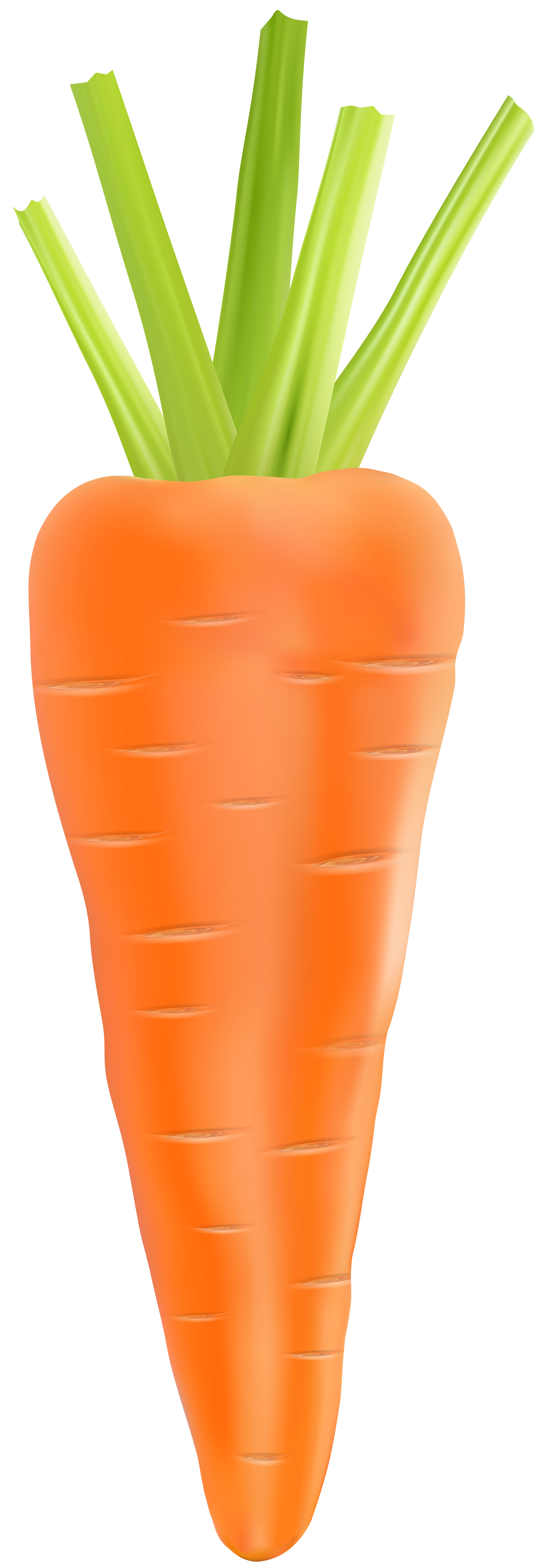 Detail Carrots Transparent Background Nomer 41