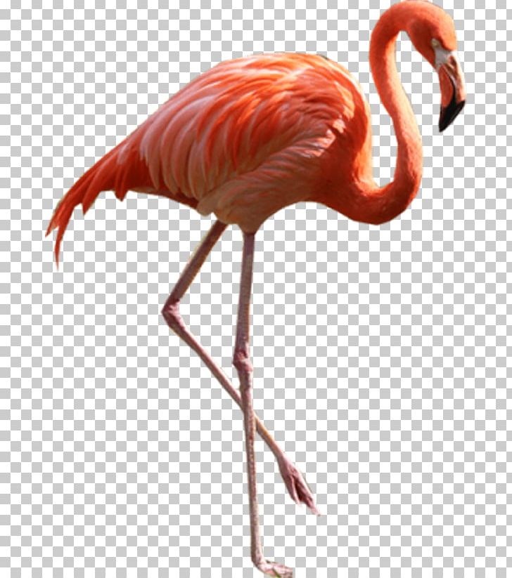 Detail Cartoon Flamingo Png Nomer 42