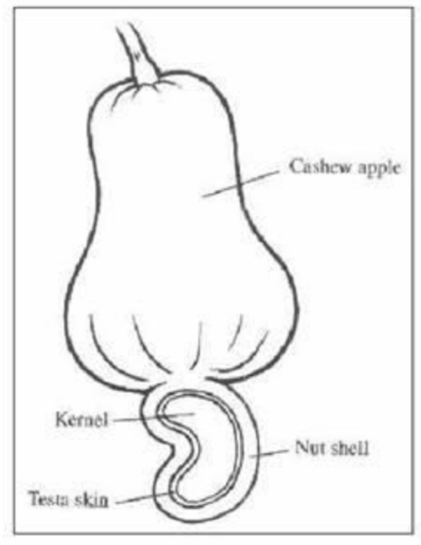 Detail Cashew Nut Fruit Images Nomer 18