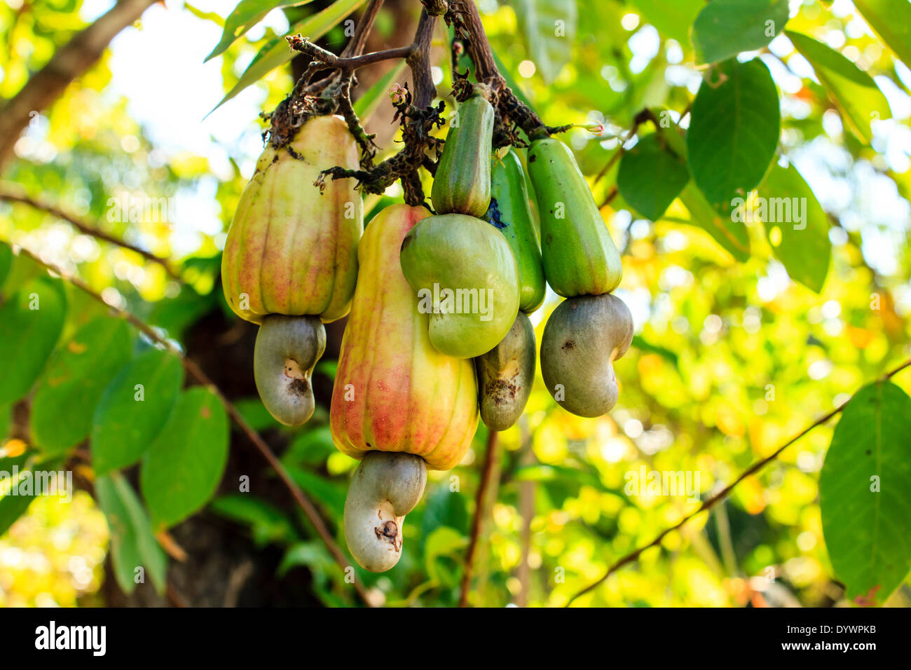 Detail Cashew Nut Fruit Images Nomer 25