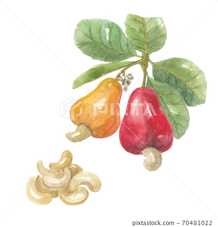 Detail Cashew Nut Fruit Images Nomer 30