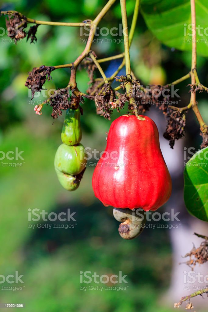 Detail Cashew Nut Fruit Images Nomer 31