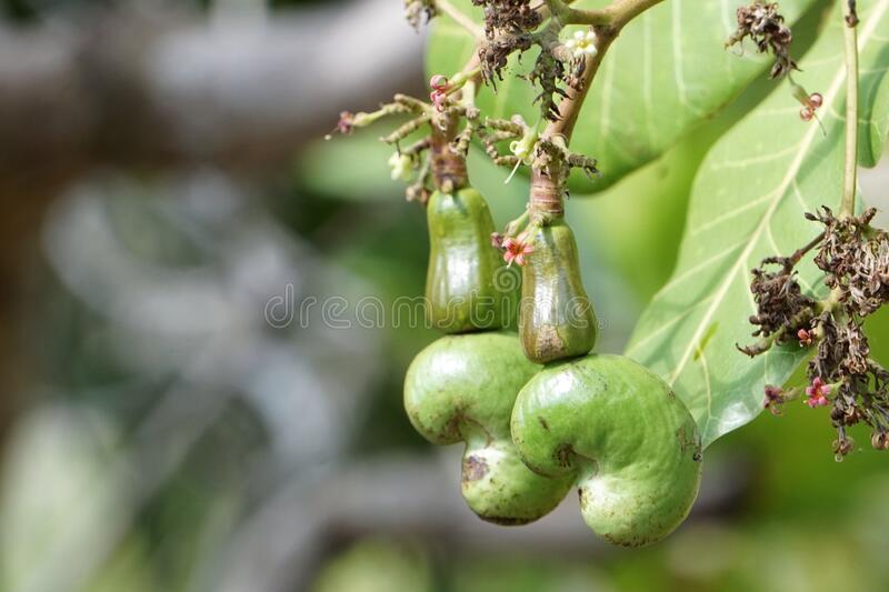 Detail Cashew Nut Fruit Images Nomer 36