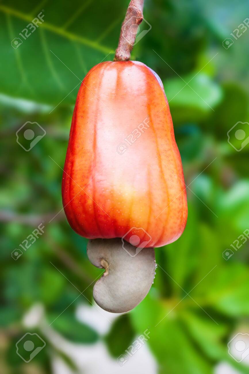 Detail Cashew Nut Fruit Images Nomer 5