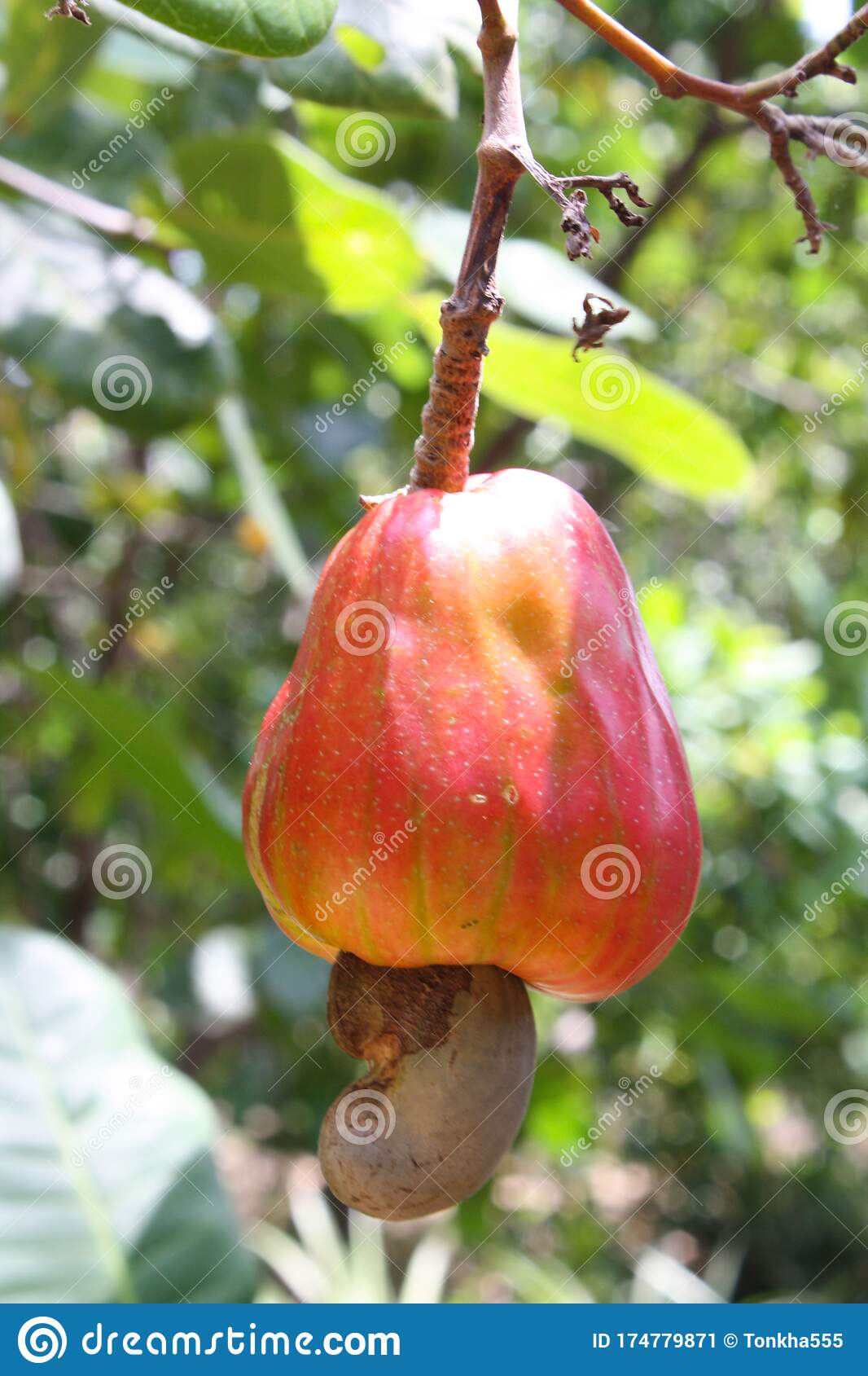 Detail Cashew Nut Fruit Images Nomer 41