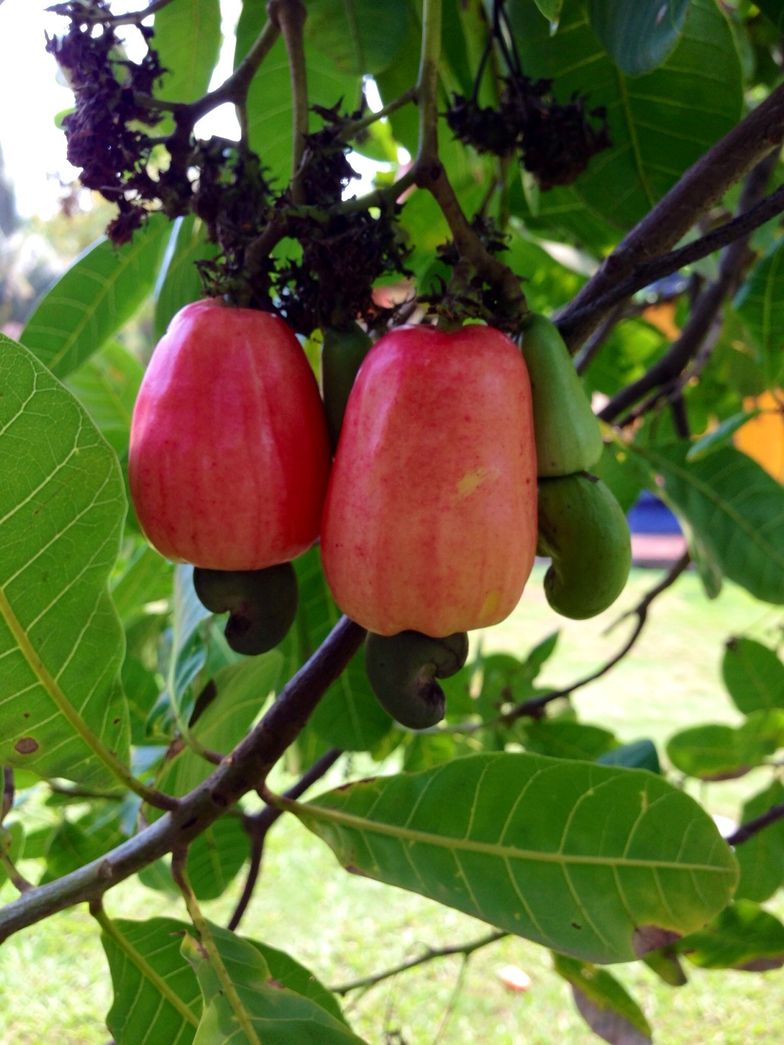 Detail Cashew Nut Fruit Images Nomer 42