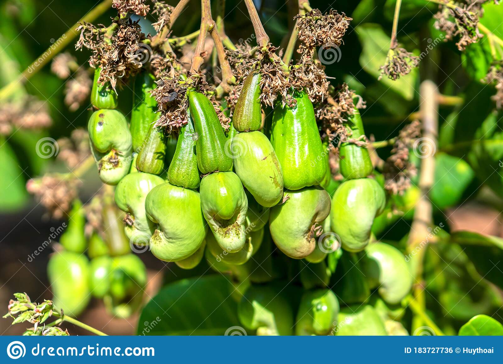 Detail Cashew Nut Fruit Images Nomer 46