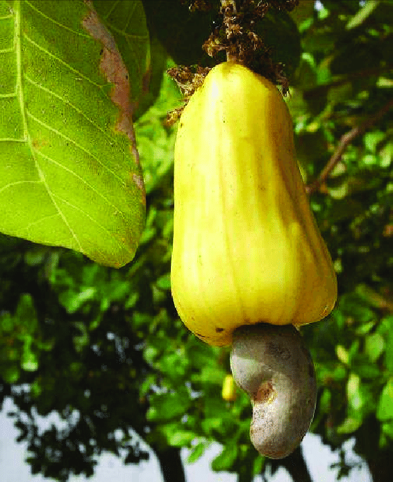 Detail Cashew Nut Fruit Images Nomer 52