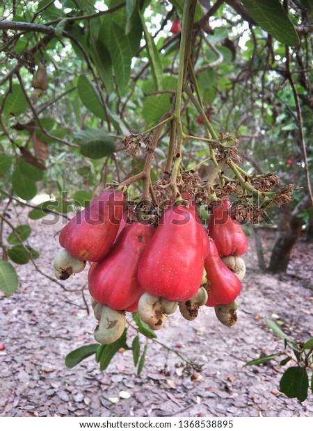 Detail Cashew Nut Fruit Images Nomer 56