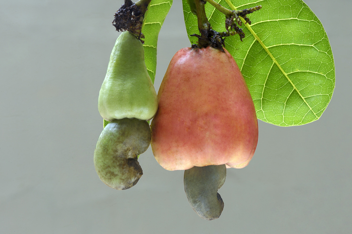 Detail Cashew Nut Images Nomer 34