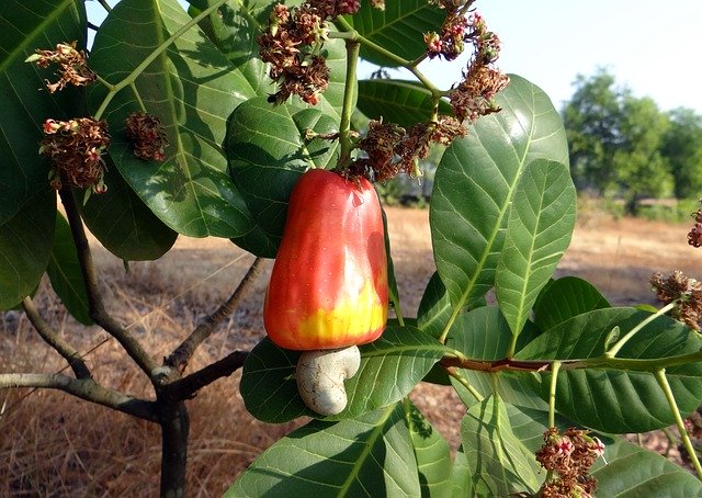 Detail Cashew Nut Picture Nomer 27