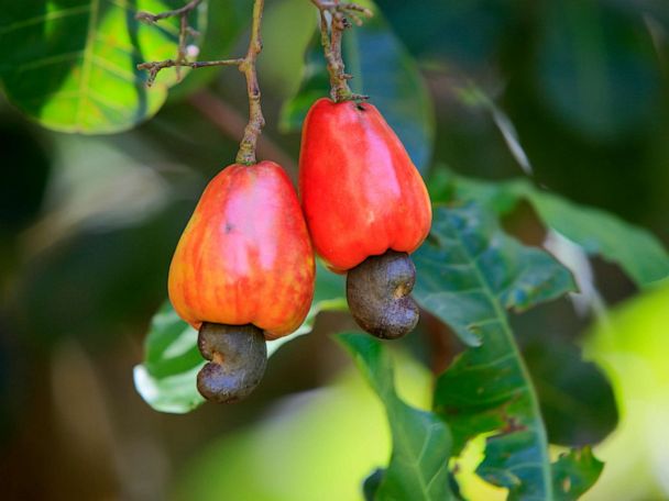 Detail Cashew Nut Picture Nomer 38