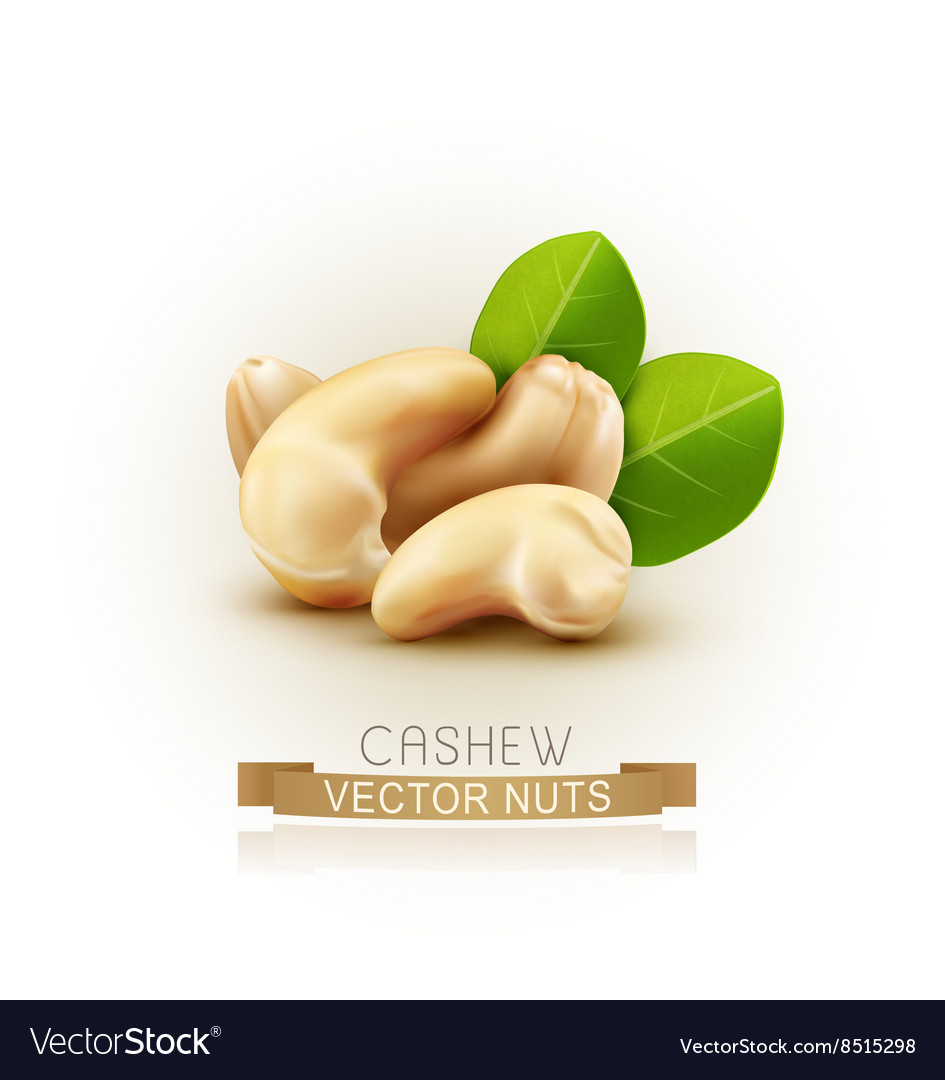 Detail Cashew Nut Picture Nomer 47