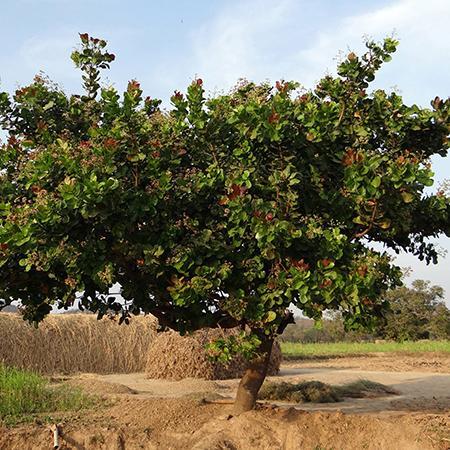 Detail Cashew Nut Tree Images Nomer 2