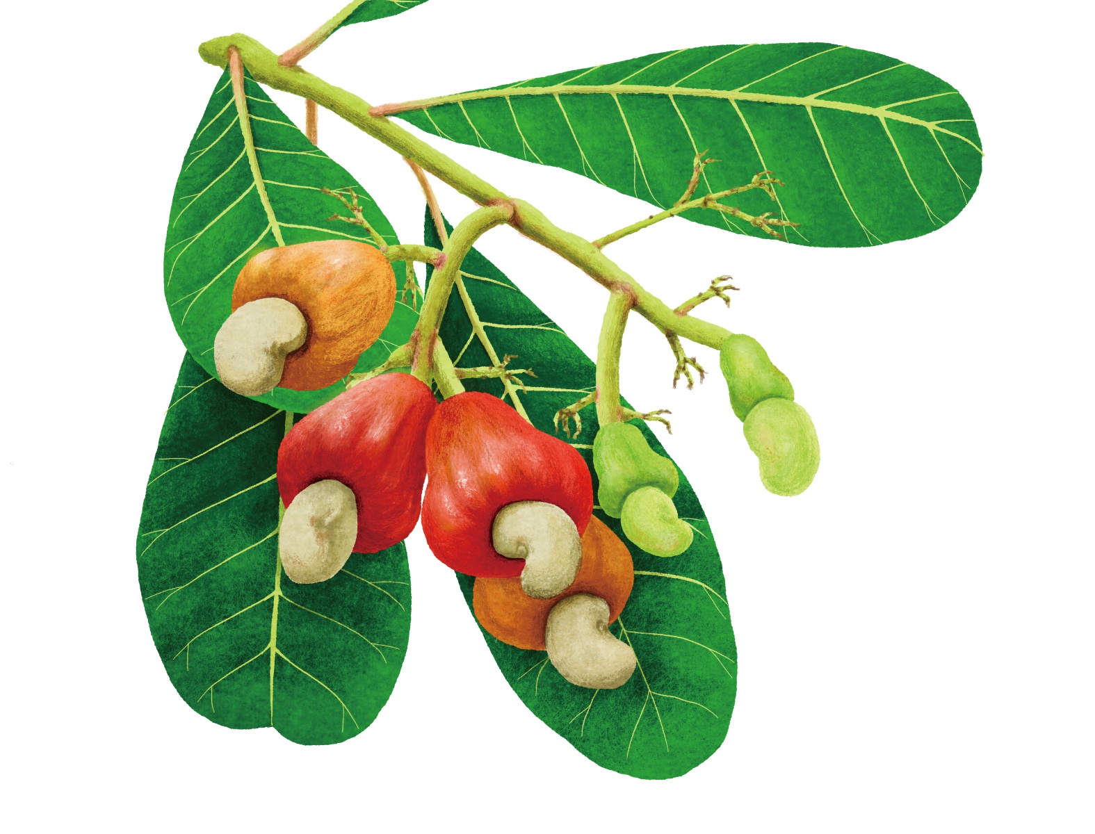 Detail Cashew Nut Tree Images Nomer 12