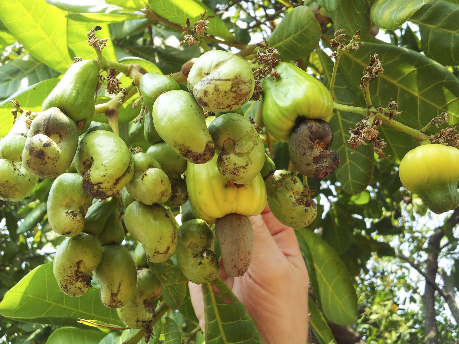 Detail Cashew Nut Tree Images Nomer 15