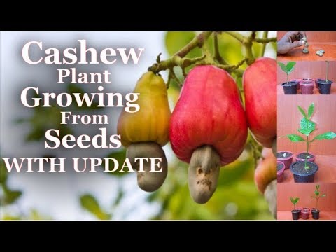 Detail Cashew Nut Tree Images Nomer 51