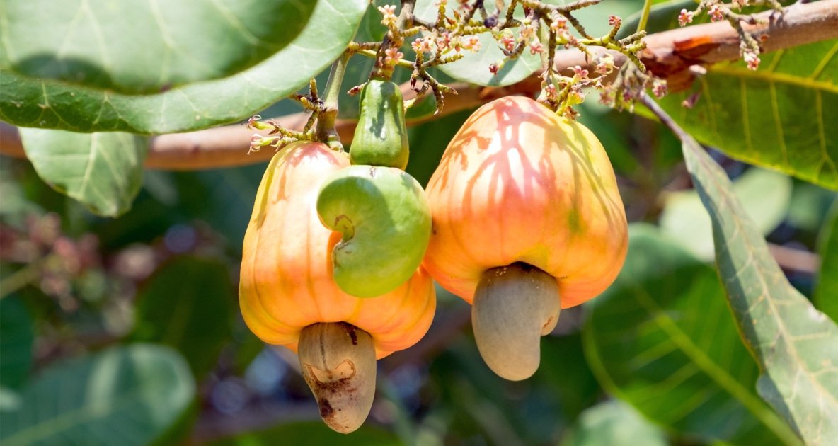 Detail Cashew Nuts Images Nomer 33